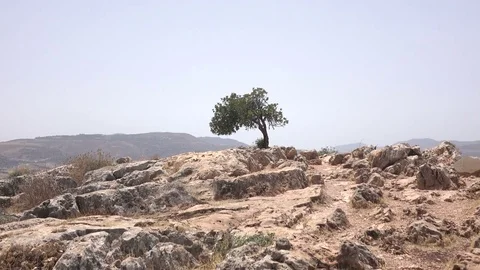 Wide Shot of Desert Tree on Top of Mountain in Israel Stock Footage 78247956