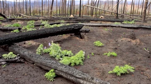 Wide shot of Dew-Drenched New Growth in a burned forest, Grand Lake, Colorado Stock Footage 164127662