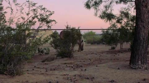 Wide shot of Draft Horse Grazes in a Paddock at Sunset. Stock Footage 64365910