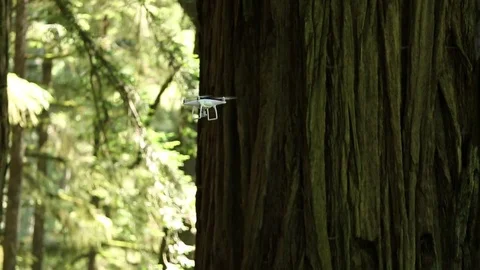Wide shot of drone flying through forest and disappearing behind a Redwood tree Stock Footage 73025733