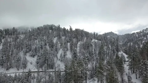 WIDE SHOT DRONE IN THE FOREST WITH SNOW 動画素材 101302780