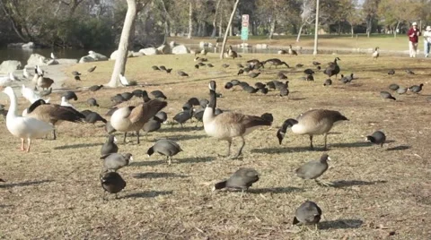 Wide Shot of Ducks in a Park Stock Footage 45886046