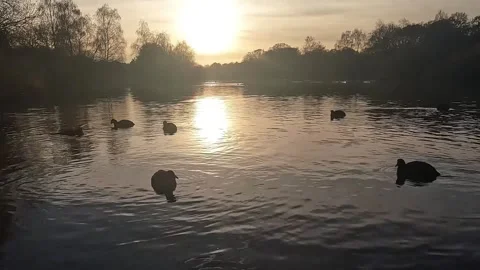 Wide Shot Of ducks At Pond With Sunsetting in Background Stock Footage 261841646