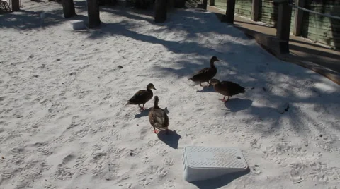 Wide Shot of Ducks Walking in White Sand Stock Footage 58337845