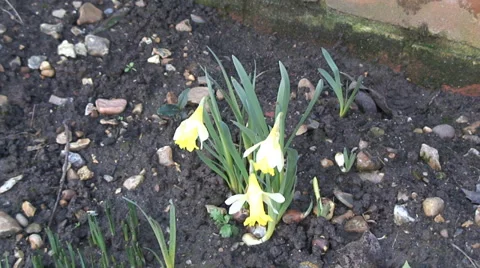 Wide shot Dwarf daffodils in flower bed-04 Video stock 35596605