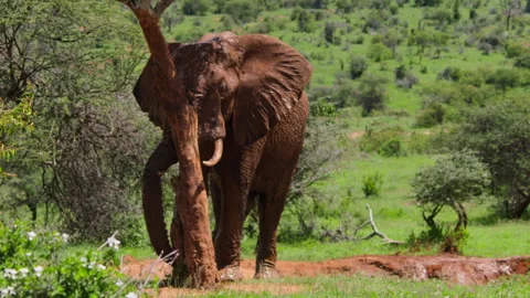 Wide shot of an elephant scratching its trunk against a tree Video stock 256908964
