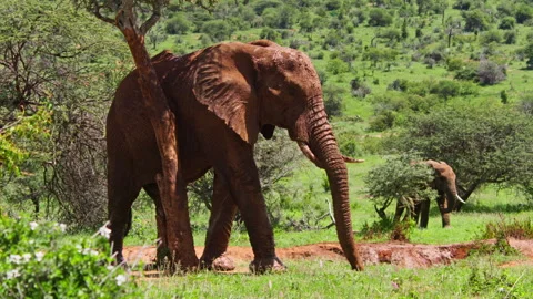 Wide shot of an elephant scratching itself against a tree Stock-Footage 256909011