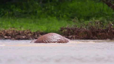 Wide shot of an elephant submerging itself in water Stock Footage 256905281