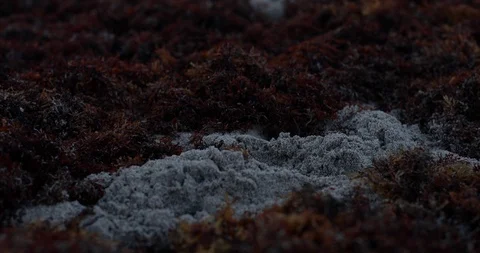 Wide Shot Of Empty Beach Covered In Washed Up Red Seaweed Panning Up Видео 102581246