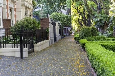 Wide shot of an empty paved sidewalk covered in fallen yellow flowers next .. Stock Photos