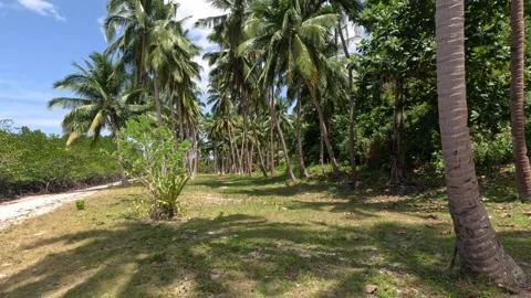 Wide shot of empty tropical beach with palm alley and mangroves in Philippines Stock Footage 339977933
