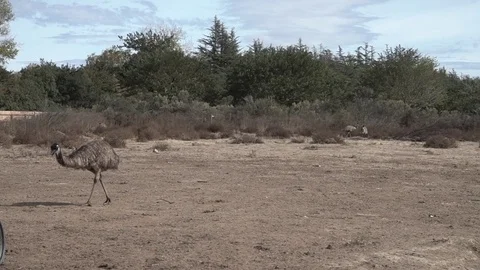 Wide shot of an emu walking off camera Stock Footage 71750447