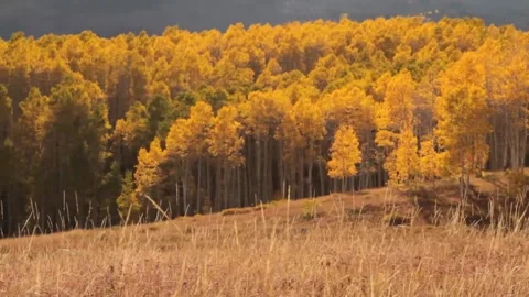 Wide Shot of Fall Colors on Hillside Stock Footage 346196538
