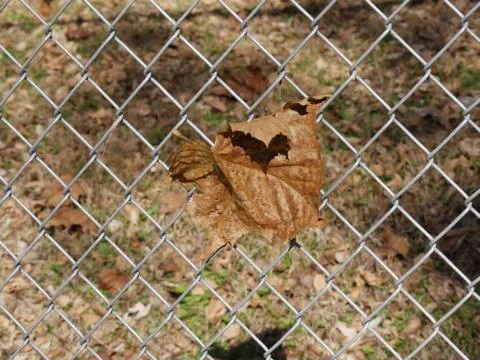 Wide shot of a fallen maple leaf stuck in a cyclone wire fence Stock Photos