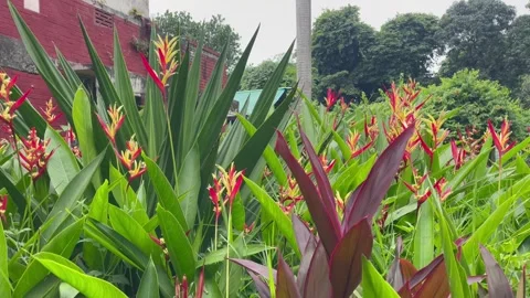 Wide Shot of False Bird of Paradise Shrubbery and Residential House Exterior. Stock Footage 344777697