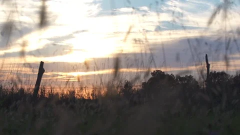 Wide Shot Field Sunset  Stock Footage 92680707