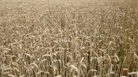 Wide shot of a field of wheat Stock Footage 40517741