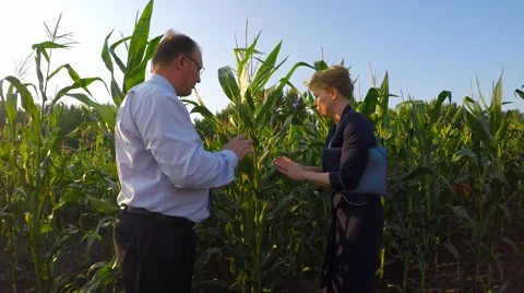 Wide shot. fields of corn. Video stock 52067343