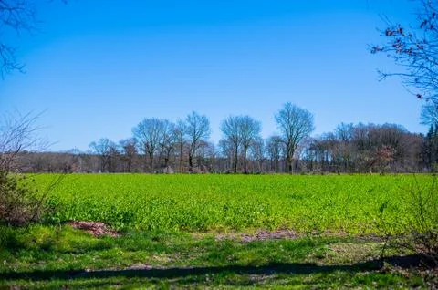 A wide shot of   fields during a bright cloudless day Stockfoto's