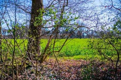 A wide shot of   fields during a bright cloudless day Stock Photos