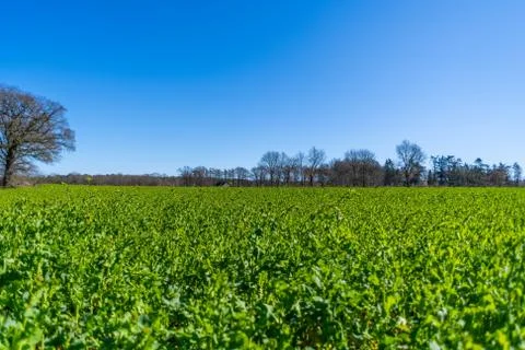 A wide shot of  fields during a bright cloudless day Stock Photos