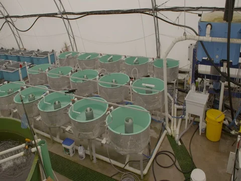 Wide shot of Fish Farm 動画素材 80061236