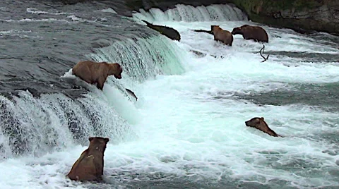 Wide Shot of Five Brown Bears Fishing in River - 3 Salmon Jump - Stabilized Stock Footage 50657961