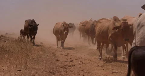 Wide shot of a flock of boran cattle strolling Stock Footage 308679016