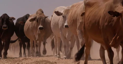 Wide shot of a flock of boran cattle walking across the grasslands Stock-Footage 308679545