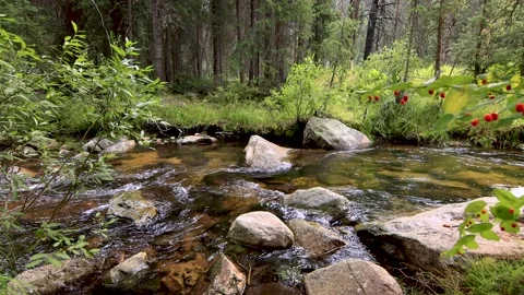 Wide Shot of Flowing Mountain River Through Evergreen Forest in Fraser, Colorado Stock Footage 164127464