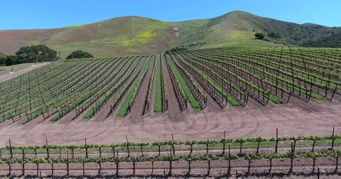 Wide shot flying over rows of grape vines in vineyard Stock Footage 72978639