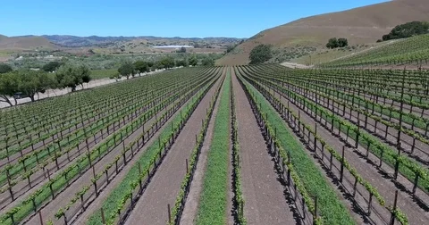 Wide shot flying over rows of grape vines in Santa Ynez Valley Stock Footage 73018435
