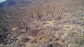 wide shot flying through saguaro cactus field in the desert HD Footage