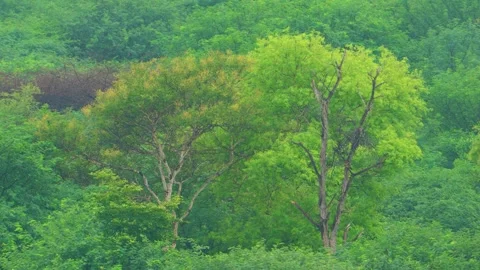 Wide shot of forest during rainfall Stock Footage 322725002