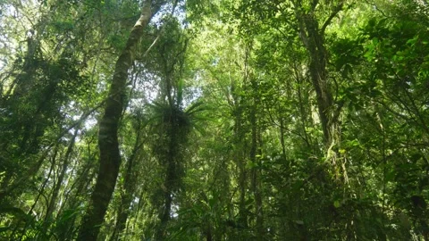 Wide shot of forest Stock Footage 297719285