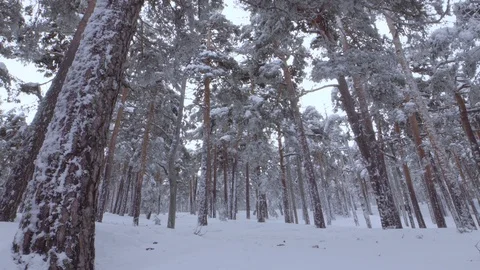 Wide shot of forest full of snow. 4k Stock Footage 86219015