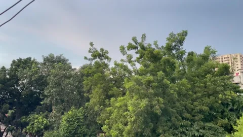 Wide Shot of Fresh Tree Branches and Residential Apartment Backdrop. Stock Footage 345269743