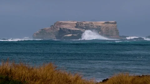 Wide shot of gannets nesting on St Lawrence Rocks Australia. Stock Footage 92292613