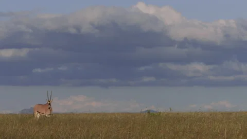 Wide shot of a gemsbok chewing while starring at the camera Video stock 260852113