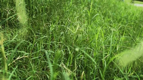 Wide Shot of Gently Swaying Bermuda Grass Meadow in Natural Landscape Stock Footage 340972545