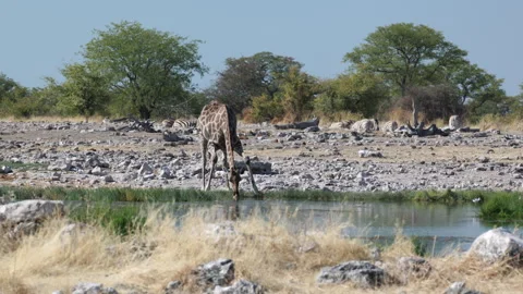 Wide shot of a giraffe drinking from goas waterhole at etosha Stock Footage 336152775