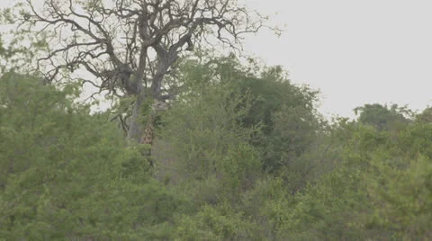 A wide shot of a giraffe eating from the tree tops Stock Footage 25441533