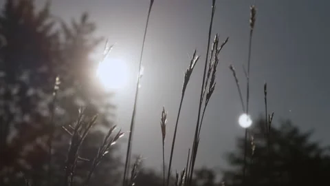 Wide shot of grass blowing in the wind against a blue sky Stock Footage 291597710