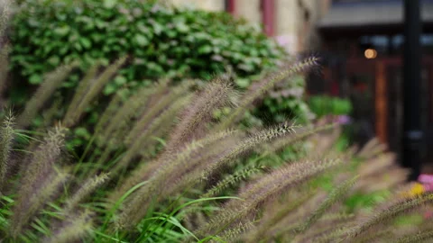 Wide shot of grass blowing in the wind against a a green trees background Stock-Footage 311587335