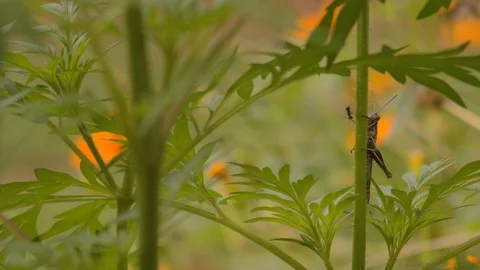 Wide shot of grasshopper on vertical stem with orange flowers in background as Stock Footage 108035388