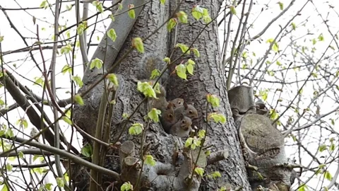 This is a wide shot of a gray squirrel sitting in hollow of tree Stock Footage 74893890