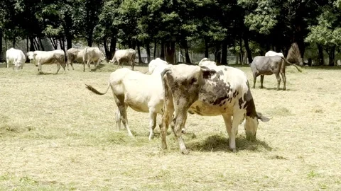 Wide Shot of Grazing Cattle Herd on Rural Farm. Stock Footage 340466171