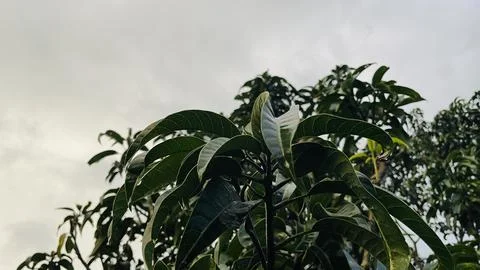 Wide Shot of Green Mango Tree Leaves and Thick Overcast Cloudscape Fotos Stock