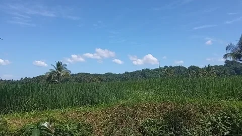 Wide shot of green rice fields under a blue sky with clouds and trees. Stock Footage 313728255