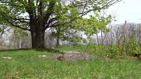 Wide shot of a groundhog emerging from its burrow in a green grassy field, Stock Footage 334563780